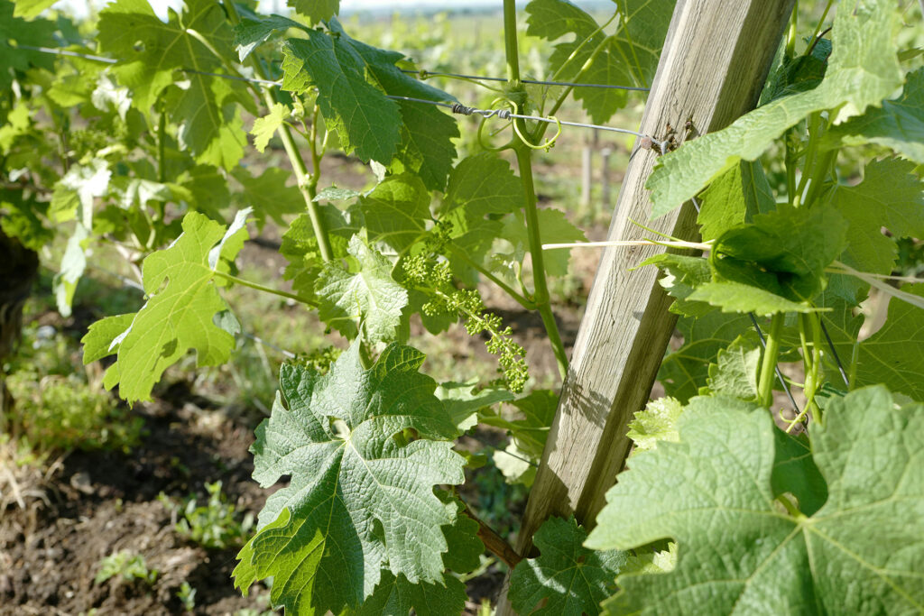 Règles pour l’étiquetage des vins et du Champagne